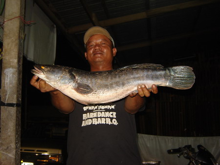 ชะโดกับคนหาปลาราษี4