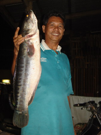 ชะโดกับคนหาปลาราษี4