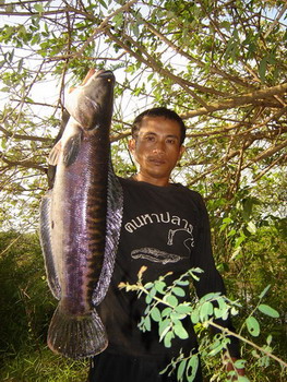 ชะโดกับคนหาปลาราษี4