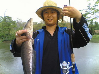 ปลาช่อนบ้านป่า