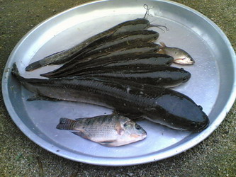 ปลาช่อนบ้านป่า