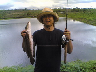 ปลาช่อนบ้านป่า