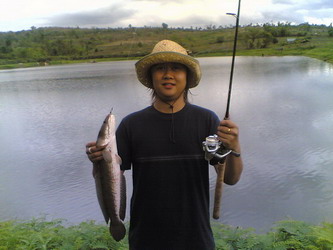 ปลาช่อนบ้านป่า