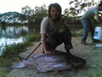 ปลาช่อนบ้านป่า