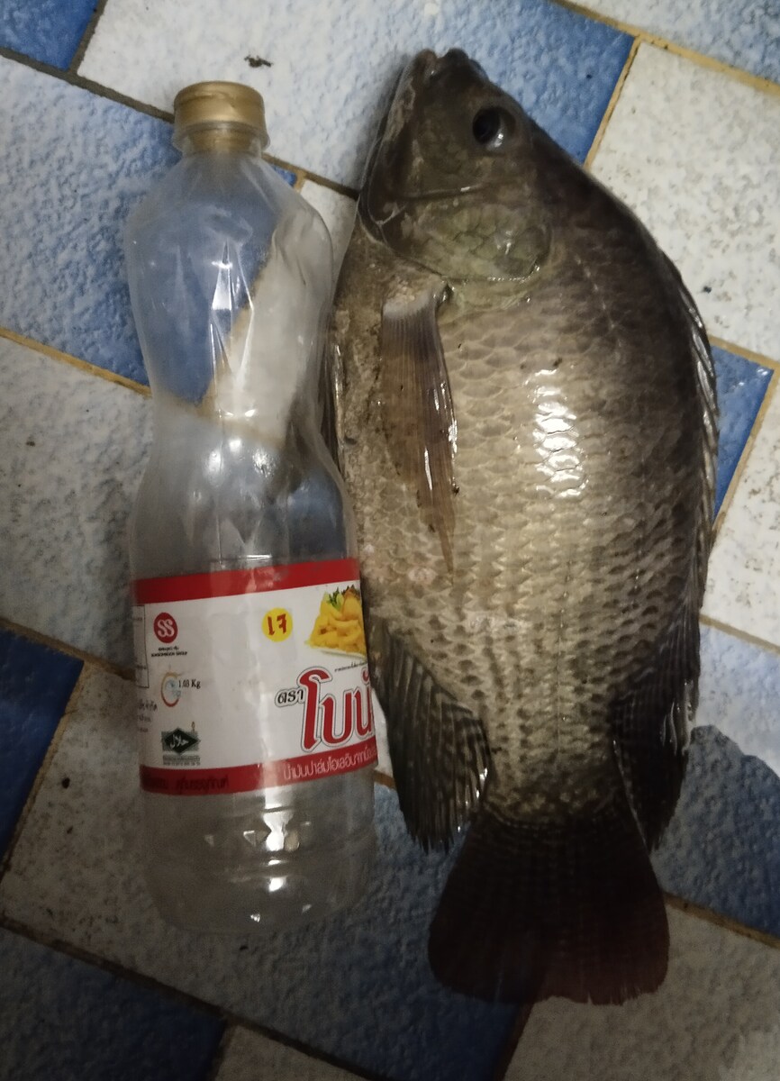 นินใหญ่กินทั้งวัน