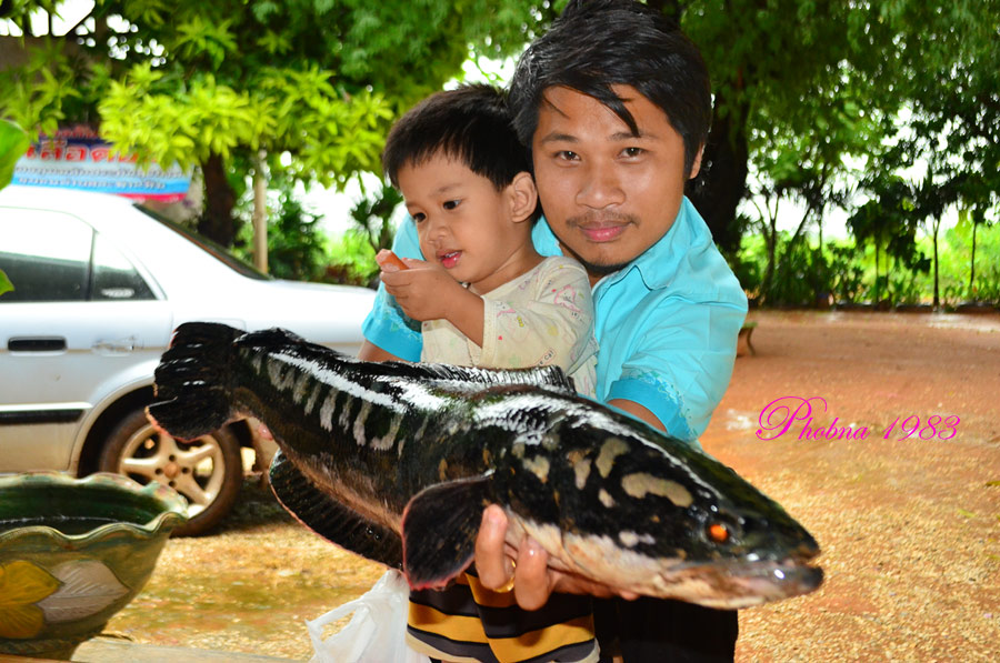 ลูกชายชอบเล่นปลาชะโดครับ   :grin: