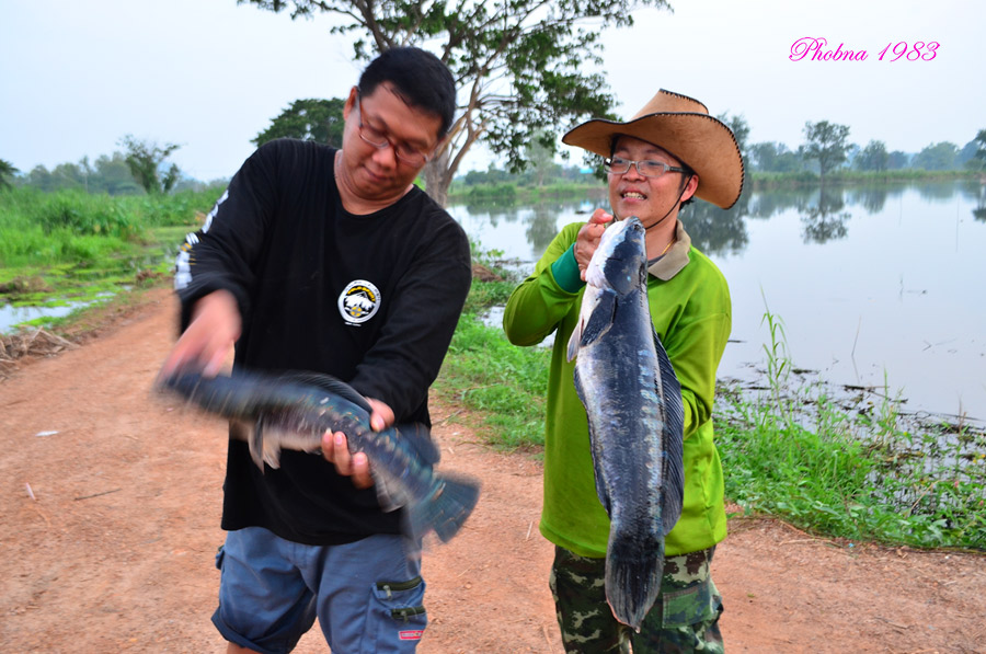 น้าหนูเขย่าปลาทำไมอะครับ   :laughing: :laughing: :laughing: :laughing:
