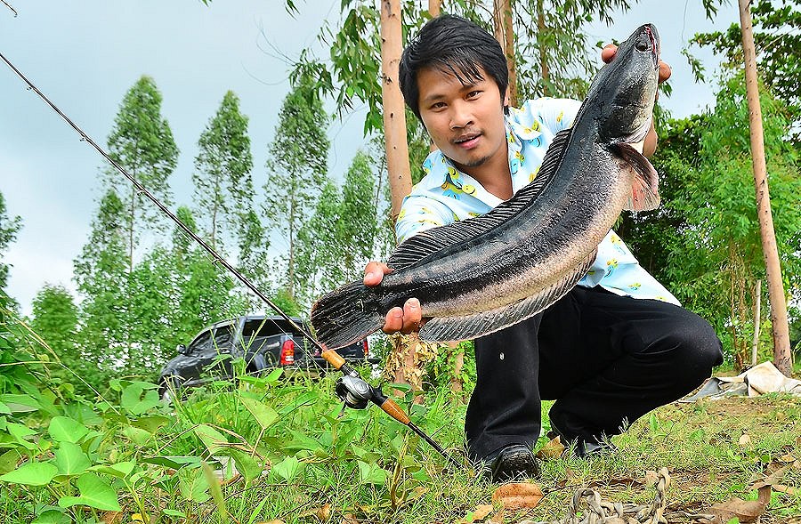 เมื่อเราตีเหยื่อเต็มที่   บางครั้งก็ถึงจุดหมายอย่างที่ตั้งใจไว้  แต่บางครั้งก็ฟู่กลางทางครับ   :laug