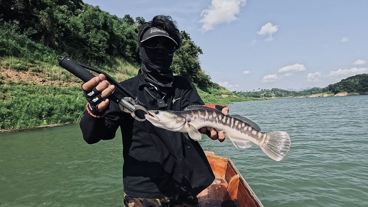 ปลาชะโดขนาดประมาณ 1 KG ตัวนี้ช่วยส่งพี่ลิให้รอดแห้ว
มันกัด Buzzbait แบบหมิ่นๆทางขอบปาก

ซึ่งเมื่อ