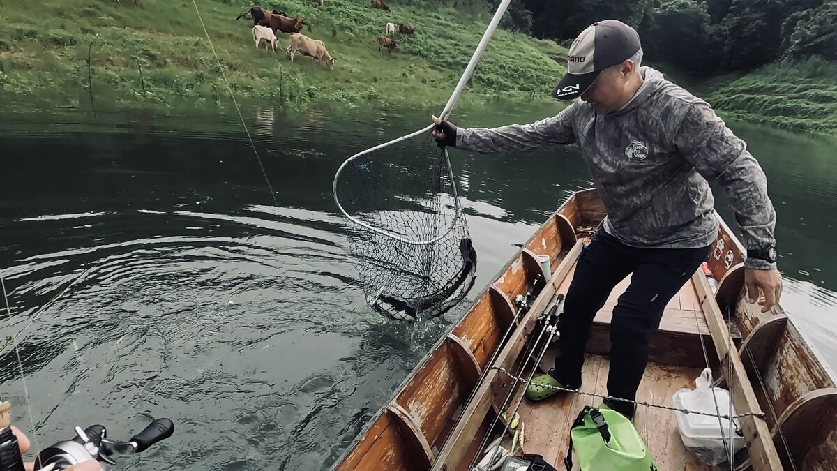 ผมงัดจนมันลอยขึ้นมาเผยให้เห็นตัว มันเองก็หมดแรงเช่นกัน 
ตัวเบ็ดสามทางที่หางของเหยื่อปักเข้าที่ปลายค