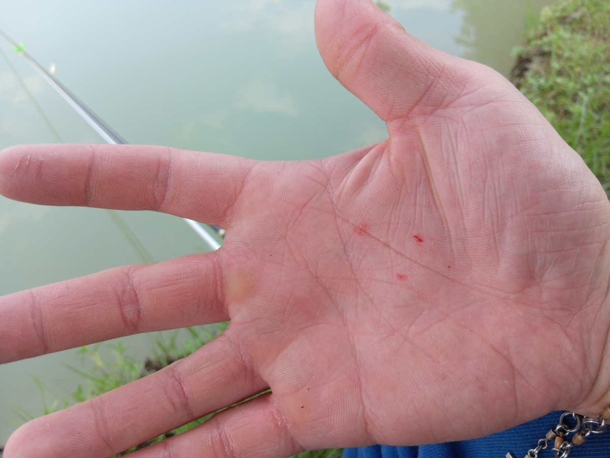 แรงดีจัด ๆ เจ้านิลนิล ดิ้นทำท่าจะหลุดมือ ผมก็เลยเอามืออีกข้างตะครุบไว้เพื่อจะได้ปลดเบ็ดง่าย ๆ และเมื