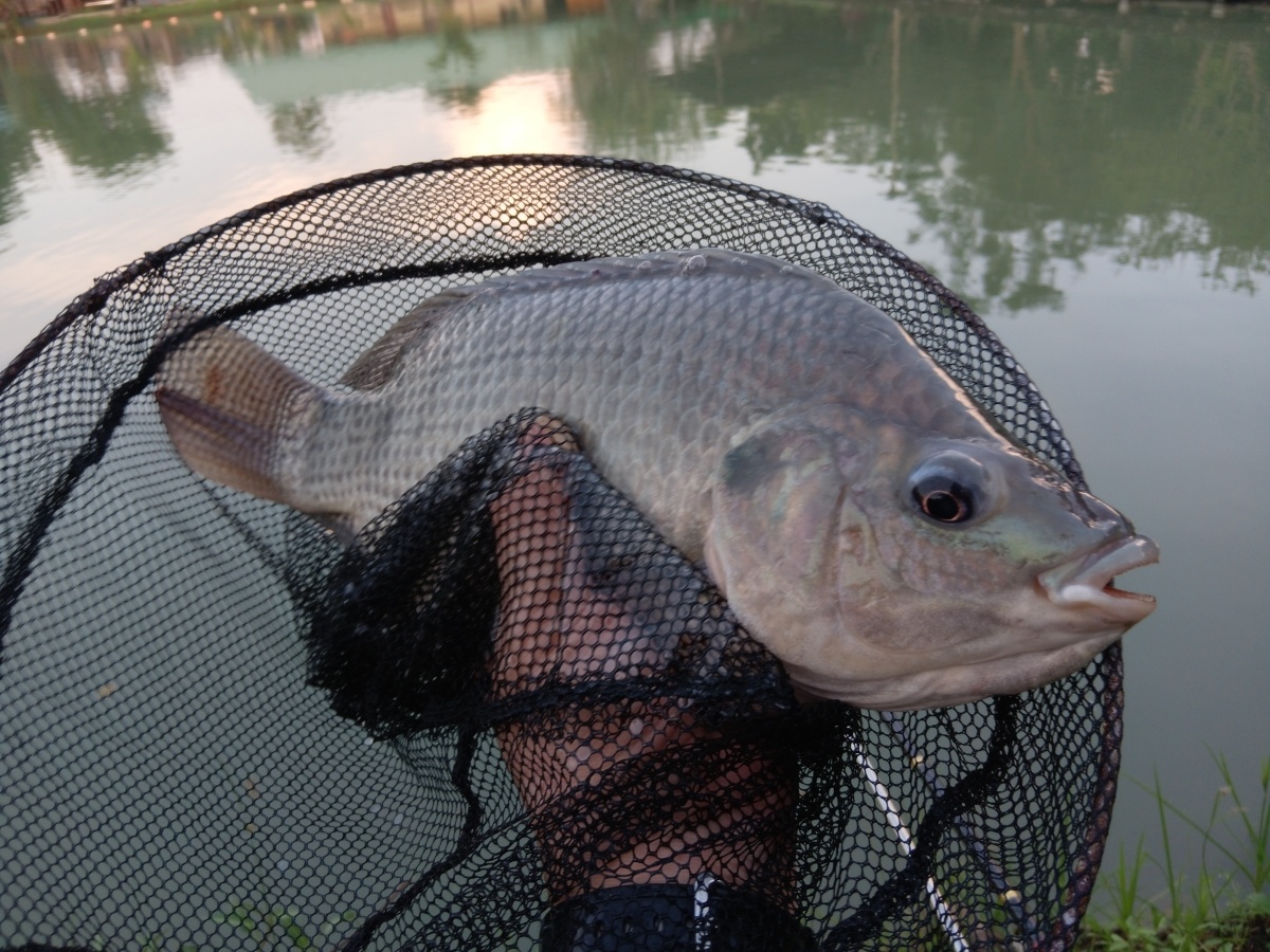 ล้นมือเหมือนเดิม